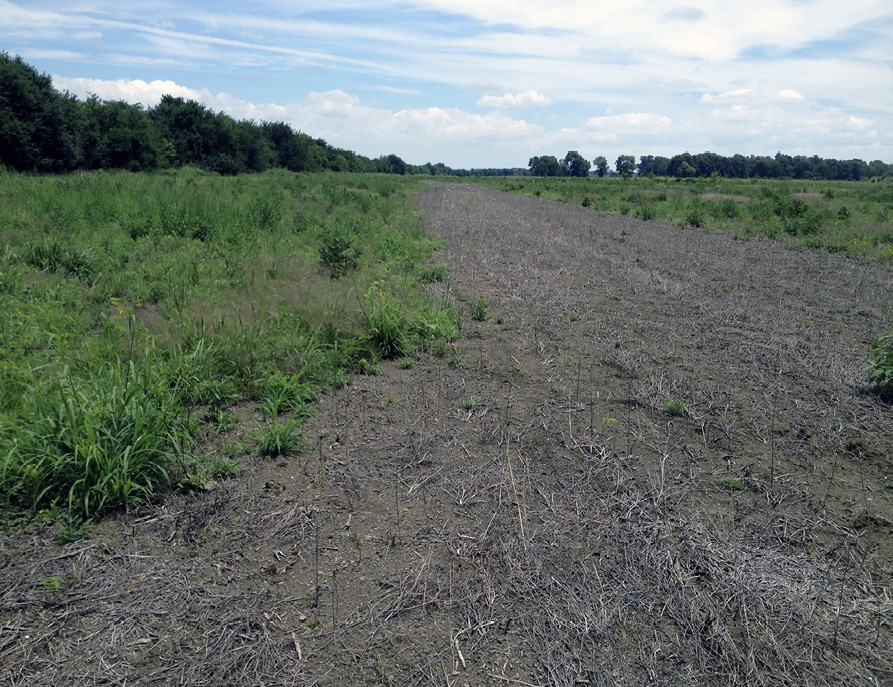 A dirt road with grass stands on either side.