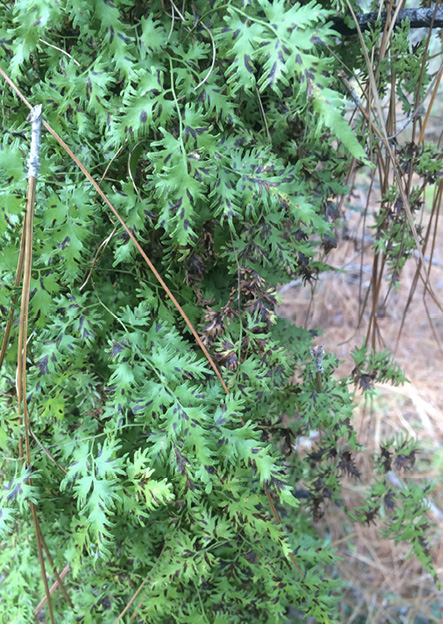 Bright-green, vine-like fern.