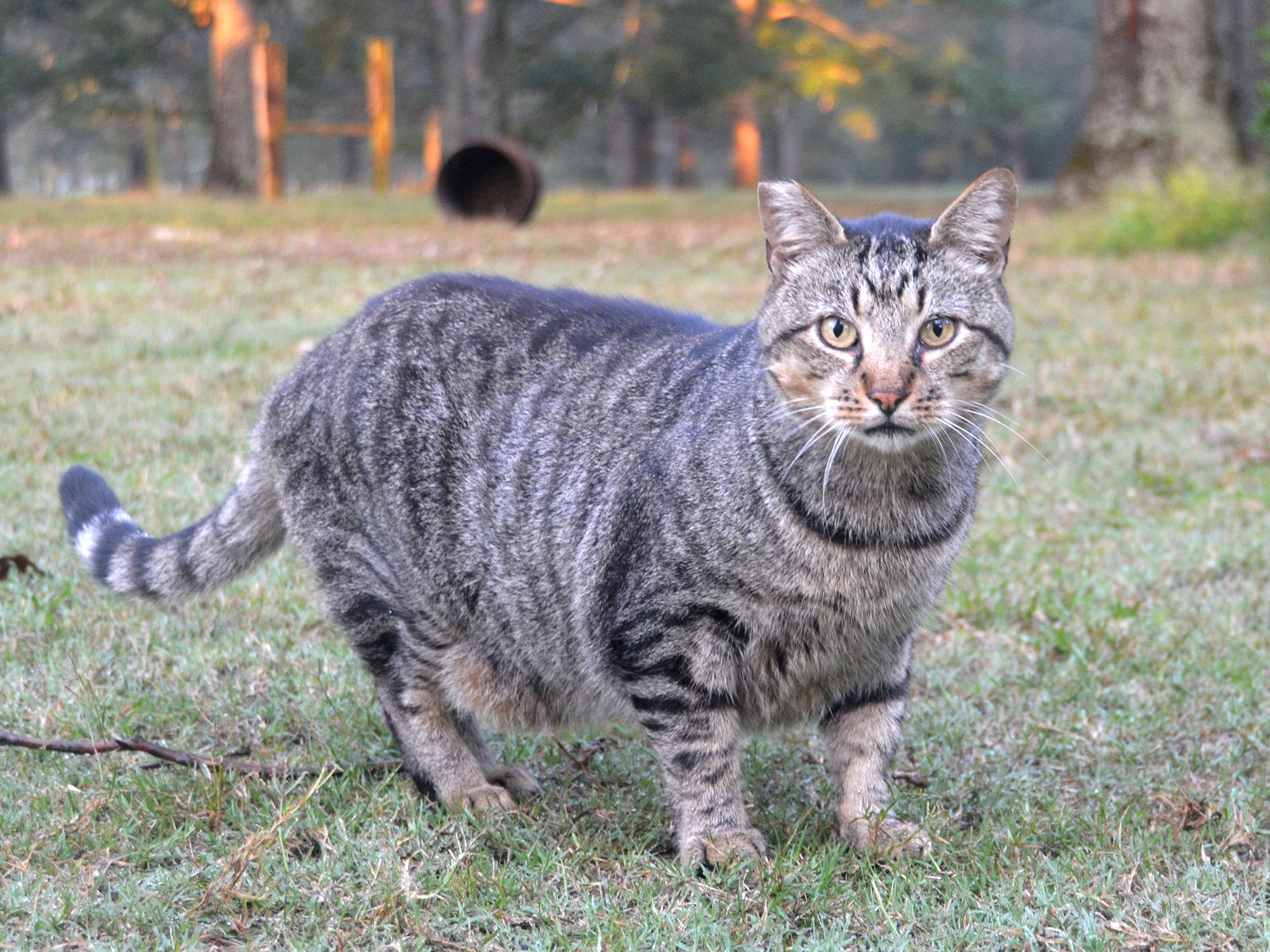 The cut across the tip of this gray cat’s right ear is visible as it looks at the camera while standing in a barnyard.