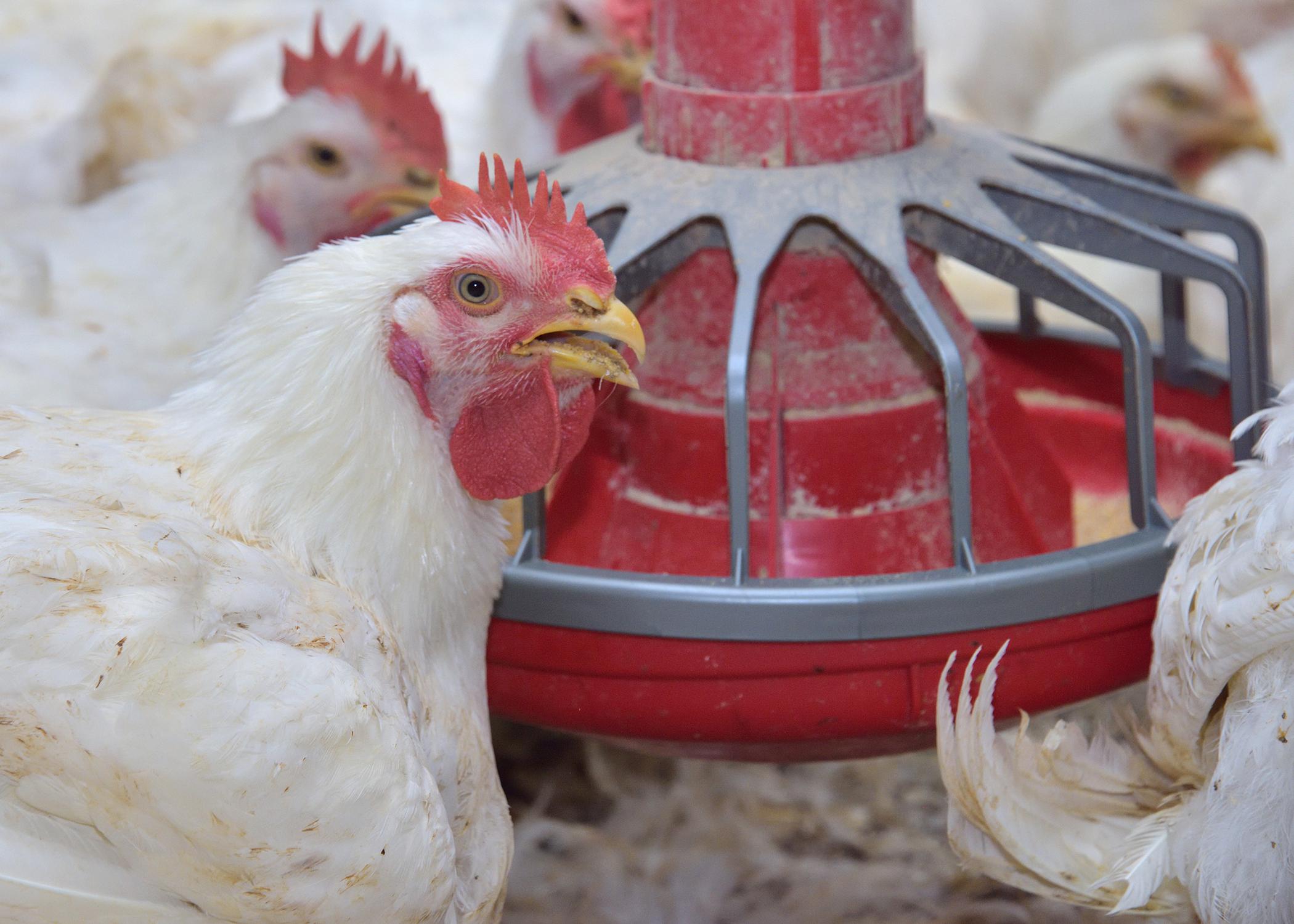 White chickens gather at a feeder.