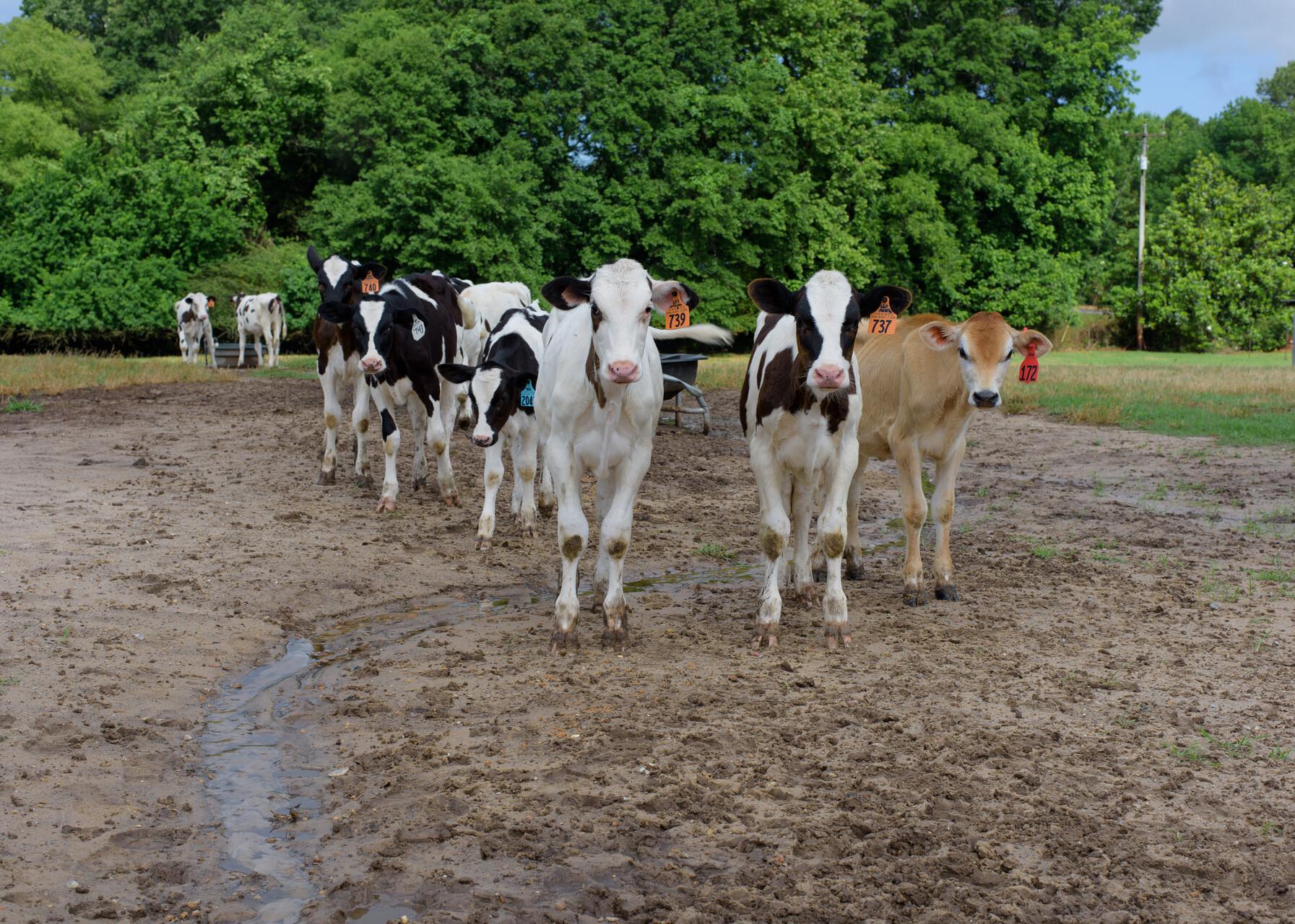 Dairy cows look directly at the photo lens.