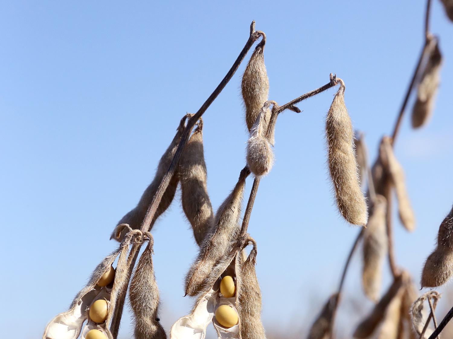 Harvest of the state’s soybean crop was about two-thirds complete by the first of October. These soybeans were drying out Sept. 19, 2015 at the Mississippi State University R.R. Foil Plant Science Research Center. (Photo by MSU Ag Communications/Kat Lawrence)