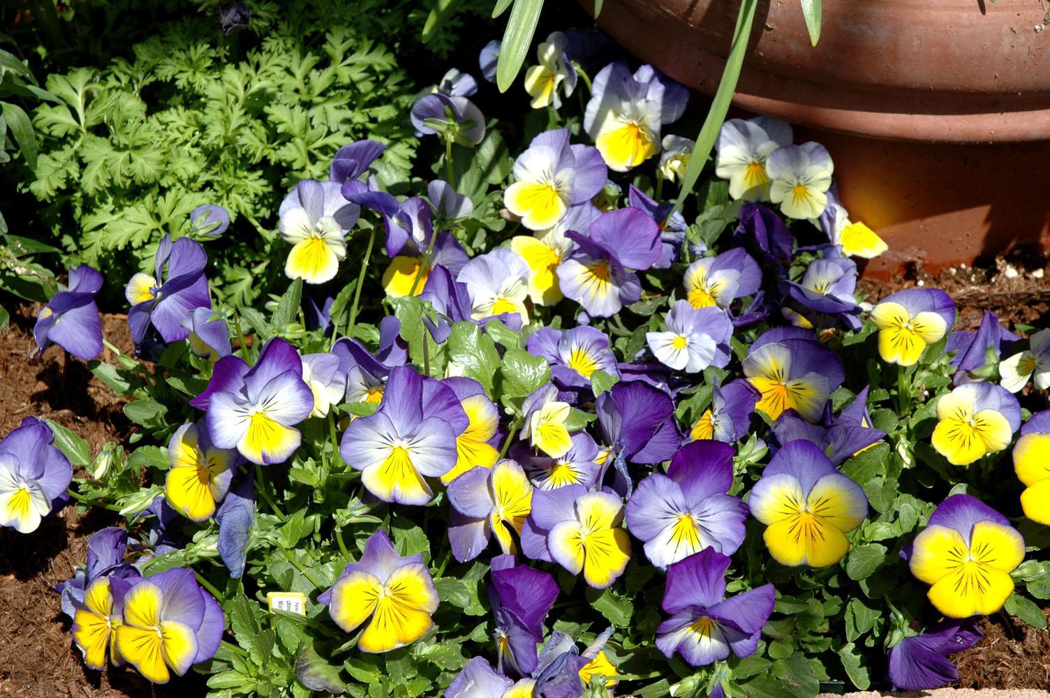 The Ultima Morpho is a Mississippi Medallion Award winner and a great pansy choice for this fall. The upper petals are medium blue with bright lemon-yellow lower petals, and rays or whiskers that radiate from the center. Ultima Morpho is compact, mounding 6 to 8 inches high and wide, yet is colorful and blooms freely all season.