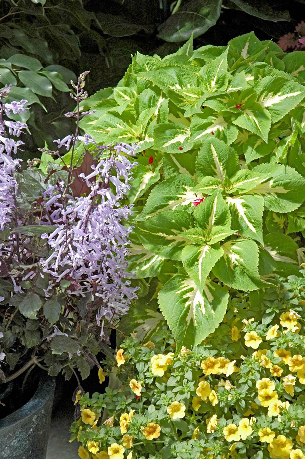 Magilla Vanilla perilla is green with a creamy vanilla color. It partners well with just about any color plants including this Mona Lavender plectranthus and yellow calibrachoa.
