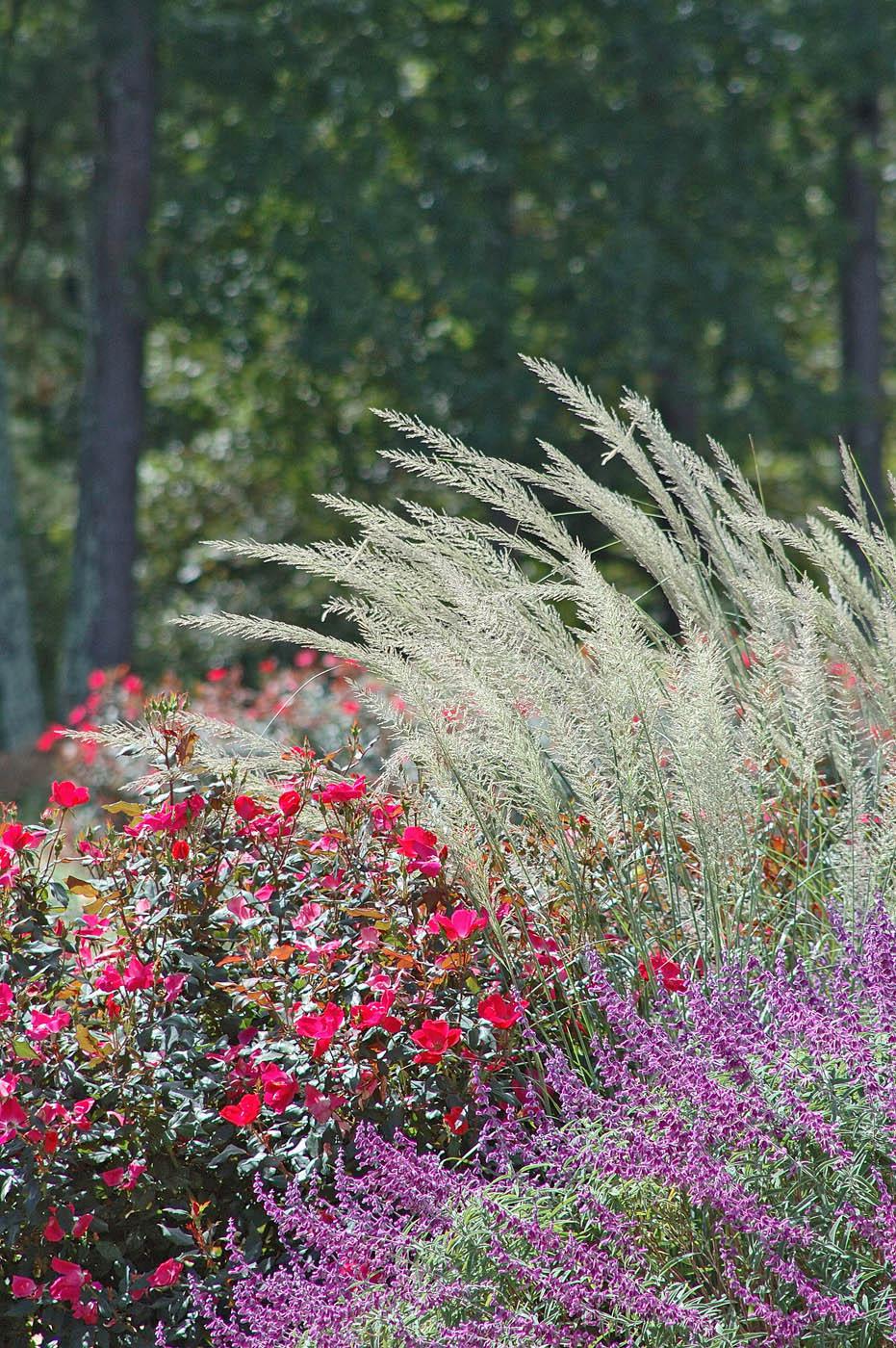 Lindheimer's muhly grass has a blue-gray-green color and fine leaf texture. Here it is partnered with Knock Out roses and Kathy Ann Brown Mexican bush sage for a fabulous fall display. (Photo by Norman Winter)