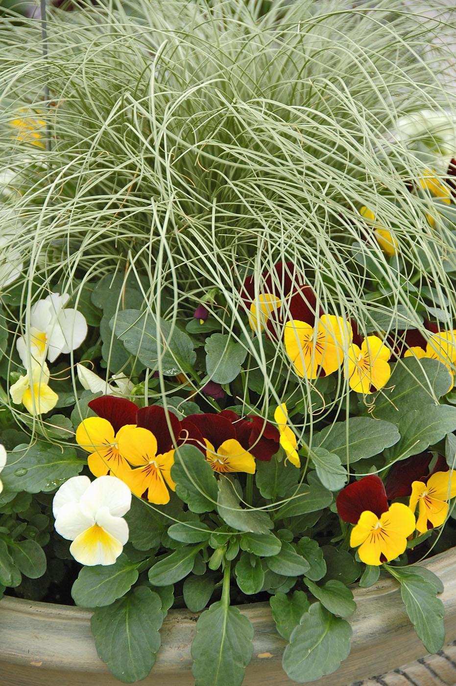 Penny violas and ornamental grasses make great cool-season mixed containers. Here a few Penny colors are mixed with the long stems of the carex.