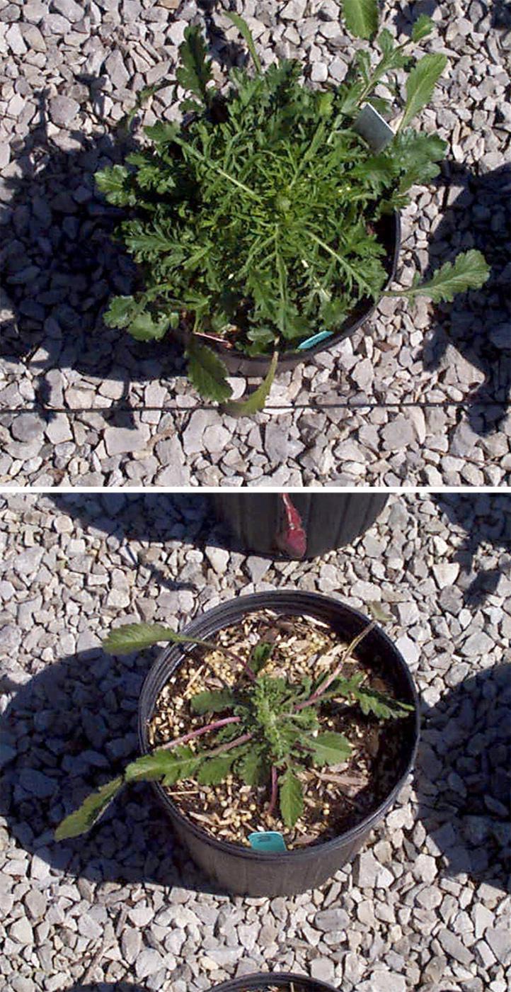 The Pincushion flower, top, grown with composted wood chips exhibits dark green foliage, flower head production and full growth. The other Pincushion flower was grown with fresh wood chips, and suffers from insufficient nitrogen in the soil. The second plant is substantially smaller, the leaves are light green, and parts have a purplish tinge. (Photo by Gary Bachman)