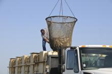 Caught in a trap of high input costs and low pond bank prices, Mississippi's catfish farmers struggle to break even as the nation's drought tightens feed supplies. (Photo by MSU Ag Communications/Scott Corey)