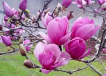 Saucer magnolias bloom before the leaves emerge with huge, white, pink or bold-purple flowers that reach up to 10 inches across. (Photo by MSU Extension/Gary Bachman)