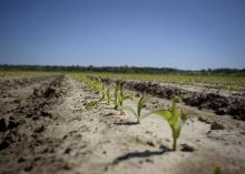 Rows of small corn seedlings have emerged from the ground.