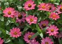 Pink blooms cover the top of a green plant.
