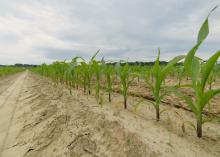 Small plants grow in rows in a field.