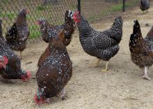 A handful of chickens feed inside a fenced enclosure.