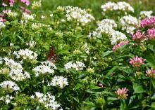 A butterfly rests on a cluster of white blooms.