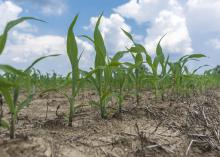 Small corn plants grow in a field.