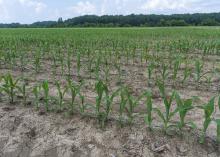 Small corn plants grow in a field in rows.