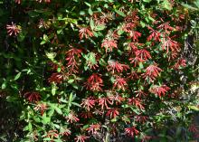 Dozens of red blooms hang from a wall of greenery.