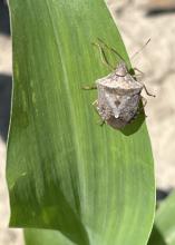 A brown stink bug sits on a corn leaf.