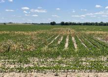 A row crop field has patches of brown weeds.