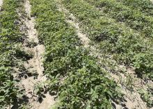 Weeds grow over rows in a field.