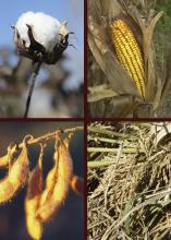 A photo showing corn, cotton, soybeans and rice.