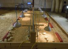 Mississippi State University researcher John Linhoss set up test heaters at 4, 5 and 6 feet above the litter in poultry houses to calculate the total thermal energy hitting the floor. He used this information to calculate the efficiency of heaters. (Photo by MSU Ag Communications/Kevin Hudson)