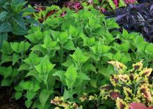 A 2010 Mississippi Medallion winner, the Electric Lime coleus is durable and pairs well with spring and fall foliage. (File photo by MSU Extension)