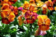 The Nature series of pansies can withstand the rigors of cold and wind and still be magnificent. They are still hard to find in local garden centers, but they are real troopers. (Photos by Norman Winter)