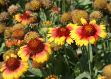 The bright and colorful flowers of Gallo Dark Bicolor do not fade in the intense heat and sunlight of Mississippi summers. (Photo by MSU Extension Service/Gary Bachman)
