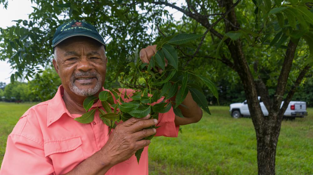 A Black man wearing a baseball hat and smiling, standing holding a pecan treebranch.