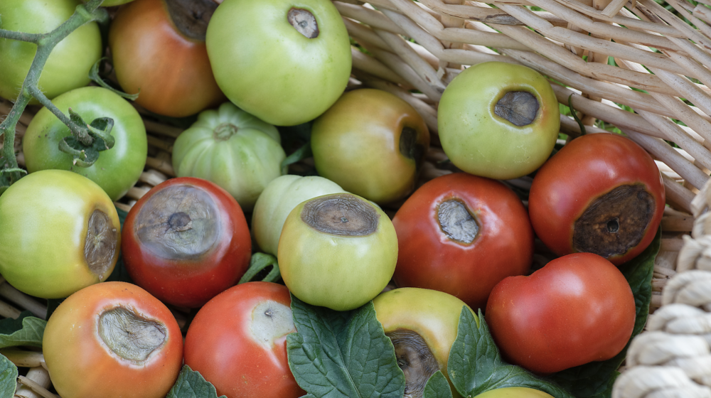 Red and green tomatoes with blossom end rot.