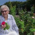  A woman seated among rose bushes, holding roses, and laughing.