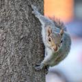 Eastern Gray Squirrel on Tree