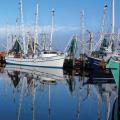 Boats in a harbor.