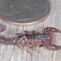 A small, brown scorpion with tail curled is pictured next to a quarter.