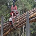 Logging tongs bundle timber.