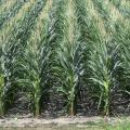 Rows of corn in a field.