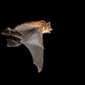 Brown bat flying at night.