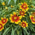 A plant has a cluster of yellow and orange flowers.