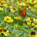 A butterfly visits flowers at the Mississippi State University South Mississippi Branch Experiment Station in Poplarville in this photo taken in June. Pollinators still need sources of nectar in late fall as they prepare to reproduce or migrate to their overwintering locations. (Photo by MSU Extension Service/Susan Collins-Smith)