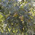 Pecan trees at Bass Pecan Co. in Raymond, Mississippi, are loaded on Oct. 11, 2016. Pecan yields are expected to be the best since 2003, when the state produced 4 million pounds of the popular holiday nuts.  (Photo by MSU Extension Service/Susan Collins-Smith)