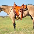 MSU Merlins Pizazz, otherwise known as “Daisy,” is a beautiful, 2-year-old buckskin mare and one of 17 horses available for purchase through the annual online Mississippi State University horse auction. (Photo by MSU College of Agriculture and Life Sciences/Elizabeth Caldwell)