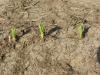 Strong winds damaged about 200 acres of young corn stalks in a field on Eagle Bend Road in Yazoo County on April 24. Extension agronomists expect these plants to recover for the 2010 season. (Photo by Phillip Vandevere/MSU Extension Service)