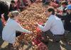 Mississippi State University senior nutrition major Madison Jones of Germantown, Tenn., and MSU vice president of agriculture Gregory Bohach work side by side at the annual sweet potato drop on campus Friday, Nov. 12, 2010. They helped bag 15,000 pounds of the potatoes to donate to food pantries in the Golden Triangle area. (Photo by Scott Corey)