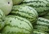 Watermelons at a roadside fruit stand in south Mississippi shed the heavy afternoon rains last Wednesday. Weather conditions during most of the growing season helped the state's fields develop large, flavorful melons this year. (Photo by Scott Corey)