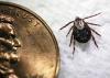 American dog ticks, such as this adult female, are one of 19 species of the disease-carrying parasite found in Mississippi. (Photo courtesy of Marina Denny)