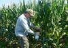 Gary Windham, a research plant pathologist with the U.S. Department of Agriculture, inoculates corn that is part of an aflatoxin study at Mississippi State University R.R. Foil Plant Science Research Center in Starkville, Mississippi, on July 13, 2017. (Photo by MSU Extension Service/Linda Breazeale)