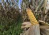 A golden ear of corn with the husks pulled back is attached to a dried stalk in a cornfield.
