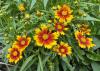 A plant has a cluster of yellow and orange flowers.
