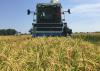 Mississippi State University field personnel begin the rice harvest on test plots at the Delta Research and Extension Center in Stoneville, Mississippi. (File photo by MSU Extension Service/Bobby Golden)